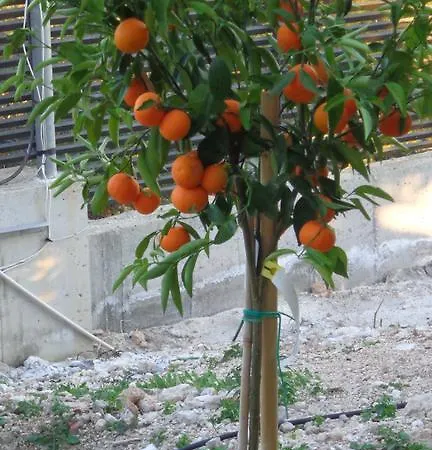 فيلة Viva La Vida *